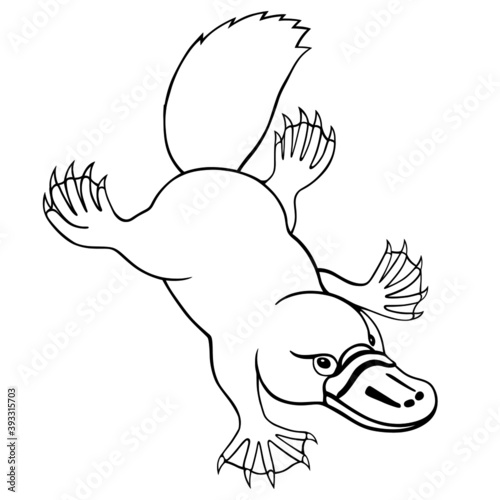 Swimming platypus on white background