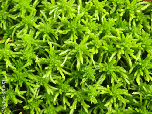 Green moss close up beautiful texture with good outdoor light