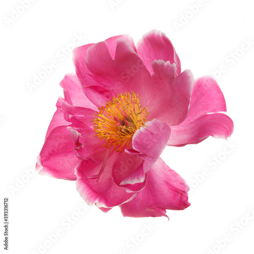 Beautiful bright pink with a yellow center peony flower isolated on white background.