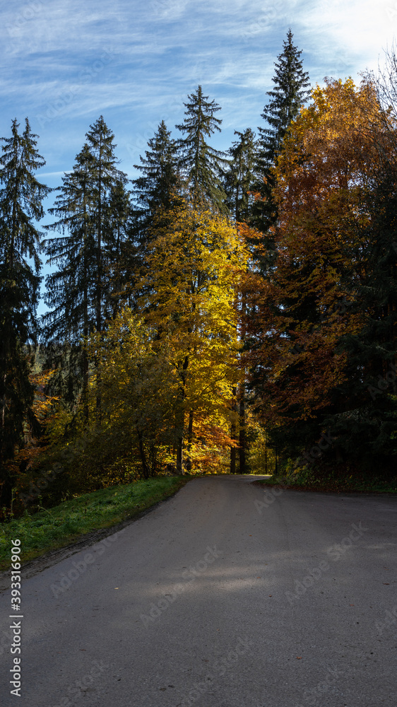 Forest in Autumn,  Austria