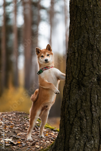 dog in the woods