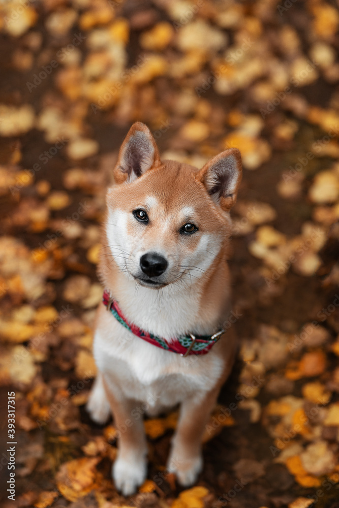 dog in park dog in park