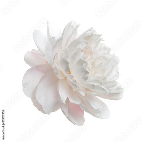 Beautiful delicate peony flower isolated on white background.