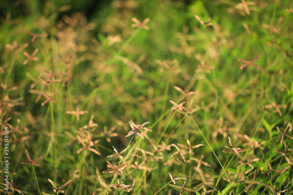 grass in the garden