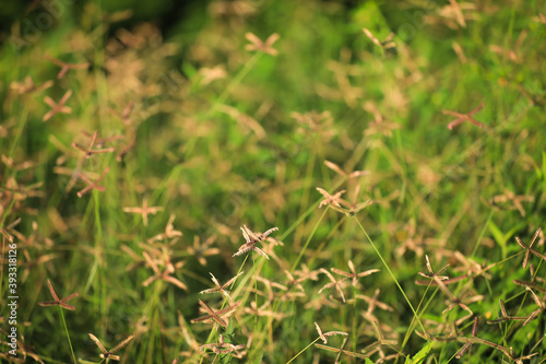 grass in the garden