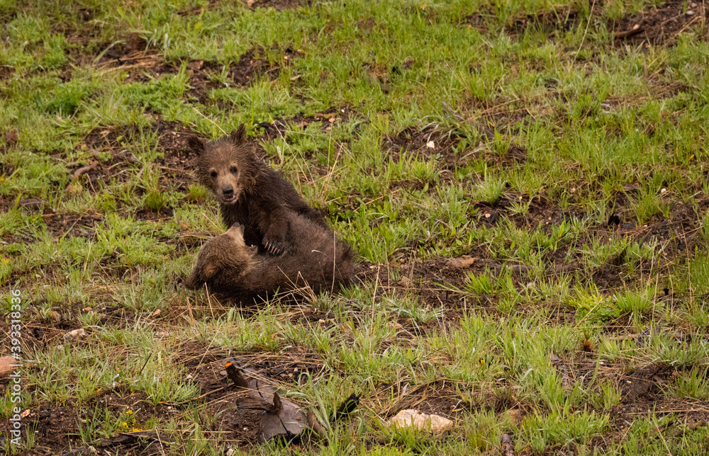 Grizzly Bear Cubs Playing In Forest Grizzly Bear Cubs Playing In Forest