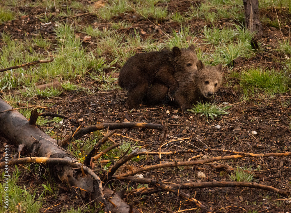 Grizzly Bear Cubs Playing And Hugging In Forest Grizzly Bear Cubs Playing And Hugging In Forest