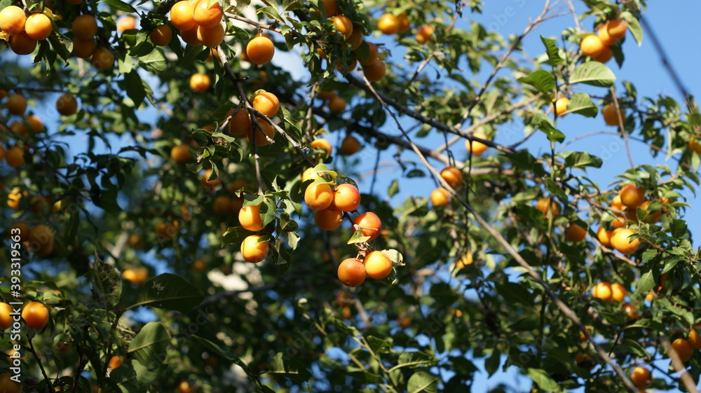 Delicious cherry-plums hanging from a tree branch in orchard