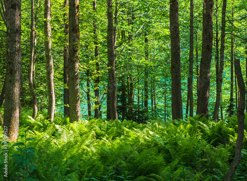 Dense trees and ferns