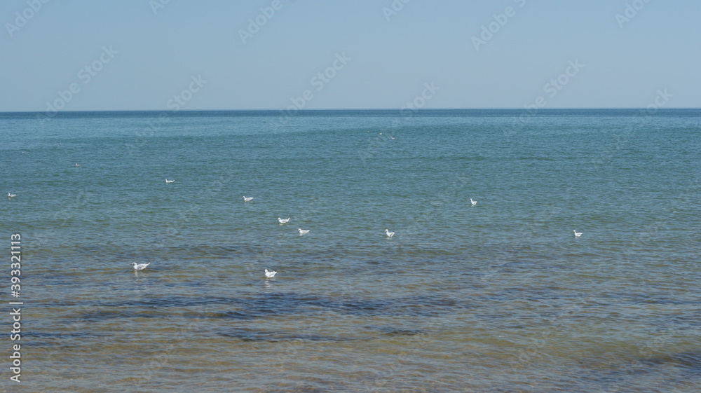 A seagull walking in shallow water near the sea shore A seagull walking in shallow water near the sea shore