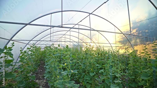 greenhouse with cucumbers in the rays of the setting sun. organic farming concept. hothouse. early harvest of vegetables.