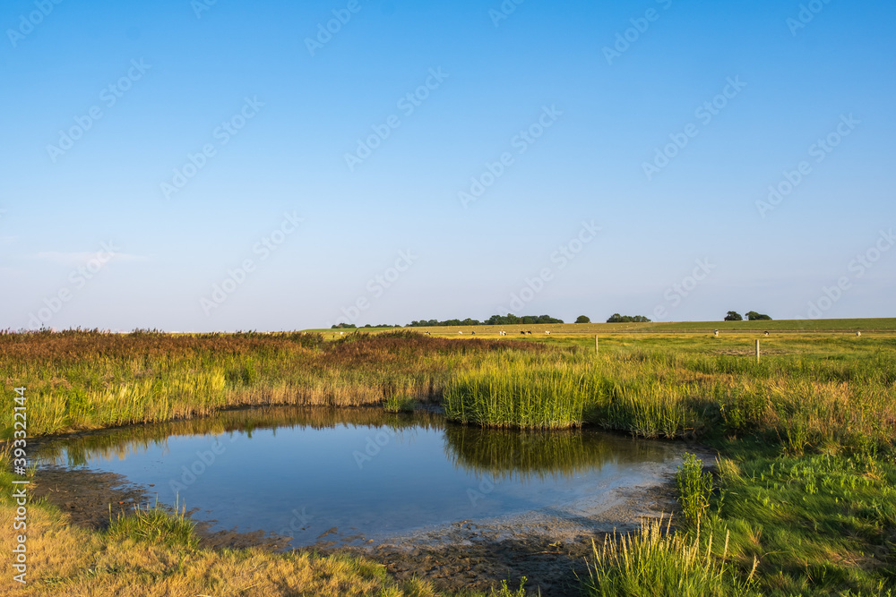 View over the landscape in Langwarder Groden / Germany at the North Sea in the warm evening light