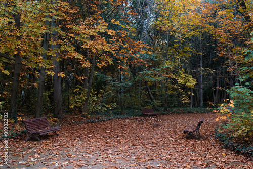 Bancos de madera en un camino cubierto de hojas caídas por el otoño en un parque