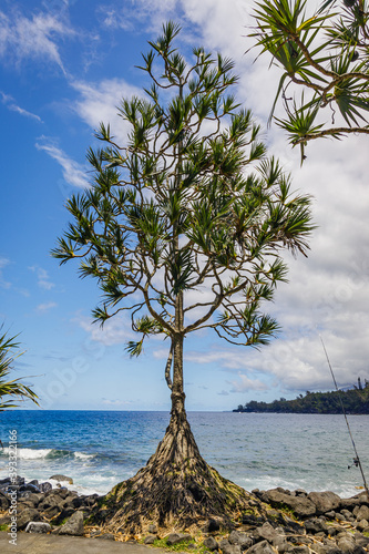 Pandanus utilis, the common screwpine, in Cap Mechant on Reunion Island photo