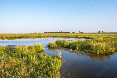 View over the landscape in Langwarder Groden / Germany at the North Sea in the warm evening light photo