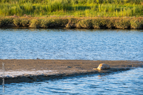 A seal basks in the evening light in Langwarder Groden   Germany at the North Sea