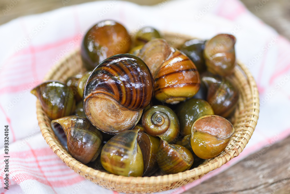 Apple snail freshwater snail river from nature field for food cooked Thai local food Pila ampullacea shellfish Apple snail freshwater snail river from nature field for food cooked Thai local food Pila ampullacea shellfish