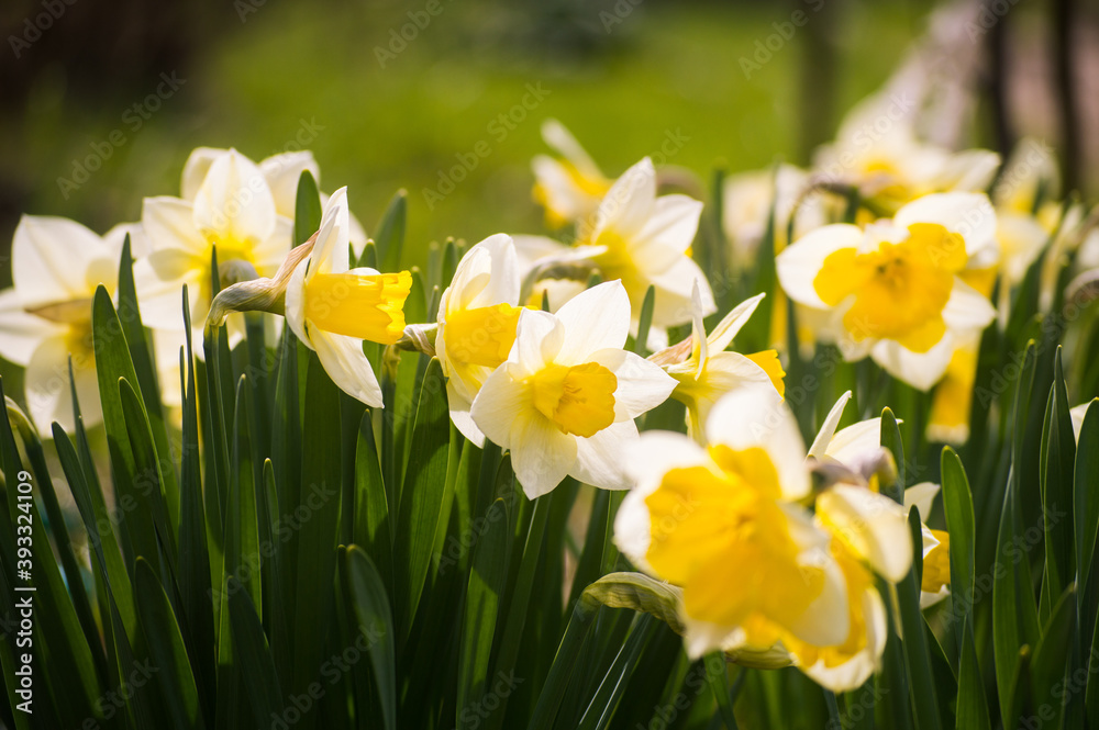 Macro view of beautiful vivid white narcissus flowers with yellow core with pollen on bright sunlight. Blooming first spring flower Macro view of beautiful vivid white narcissus flowers with yellow core with pollen on bright sunlight. Blooming first spring flower