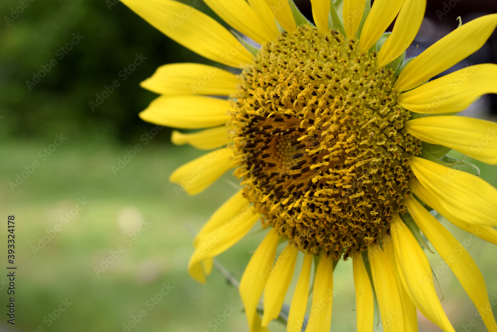The anther of the sunflower is beautiful The anther of the sunflower is beautiful