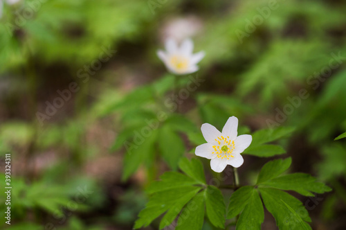 Anemone sylvestris (snowdrop anemone) - White flowers in the botanical garden