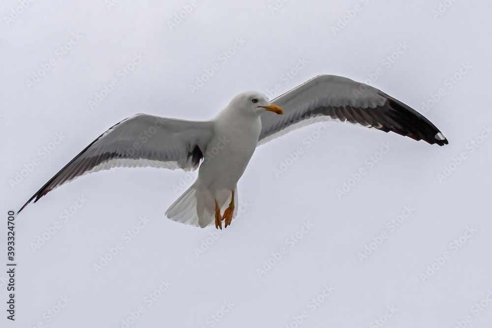 Obraz premium Flying seagull. Lesser Black-backed Gull (Larus fuscus). 