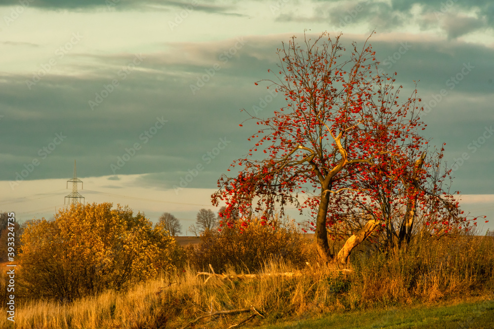 Fototapeta premium Natur und Wasser 