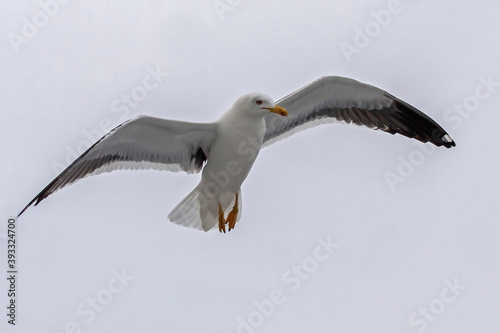 Flying seagull. Lesser Black-backed Gull (Larus fuscus). 