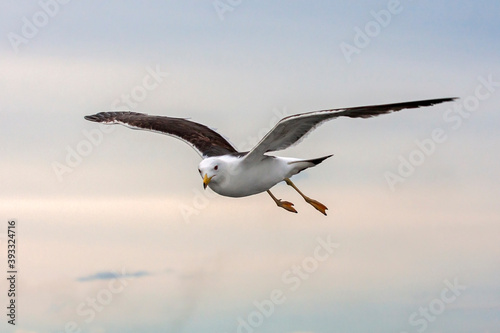 Flying seagull. Lesser Black-backed Gull  Larus fuscus . 