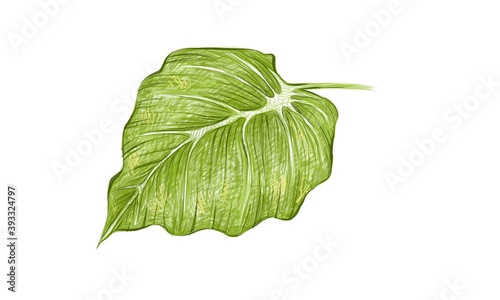 Ecology Concepts, Illustration of Green Leaf of Elephant Ear, Philodendron or Colocasia Plants.