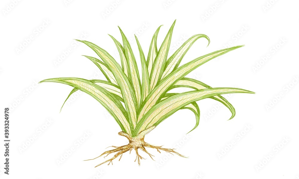 Illustration of Pandanus Veitchii Plants or Stripes Screw Pine Decoration in The Beautiful Garden. A Agave Plants with Thick and Fleshy Leaves.
