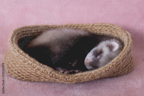 Young ferret baby posing in bed photo