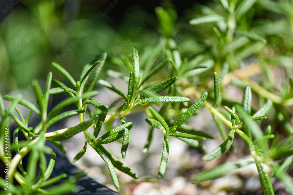 Fototapeta premium Organic rosemary plant growing in the garden for extracts essential oil, Fresh rosemary herbs nature green background