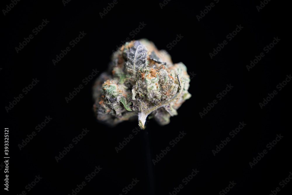 Cannabis Bud Orange Cream strain purple leaf Cannabis Bud Orange Cream strain purple leaf