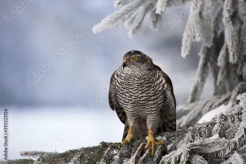Forest hawk sitting on a tree in a winter landscape
