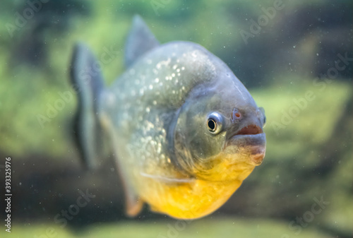 School of predatory piranhas in a freshwater aquarium