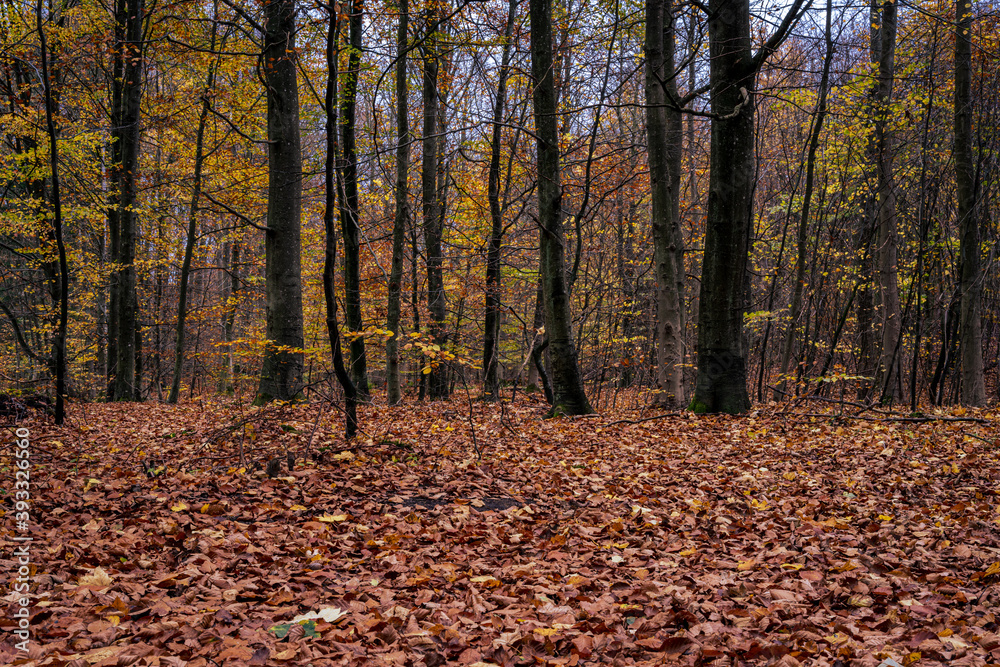 A European Beech forest in autumn colours. Picture from Scania county, southern Sweden