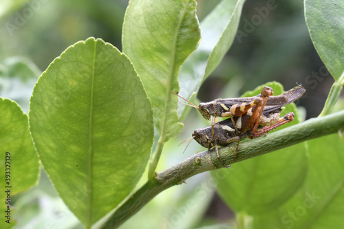 2 locusts on green twigs