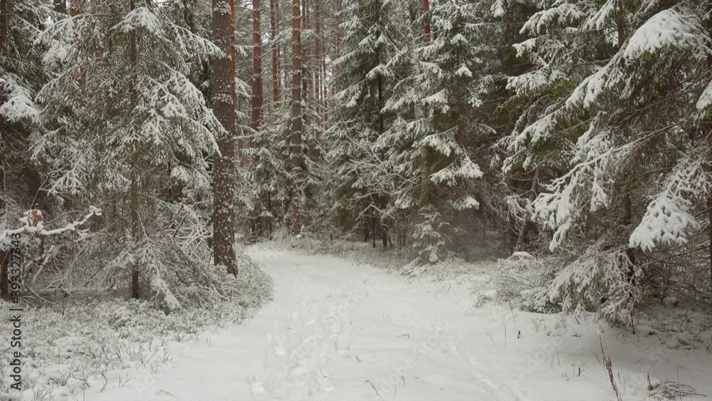 Dolly shoot of beautiful winter landscape. Fresh white in winter forest. Dolly shoot of beautiful winter landscape. Fresh white in winter forest.