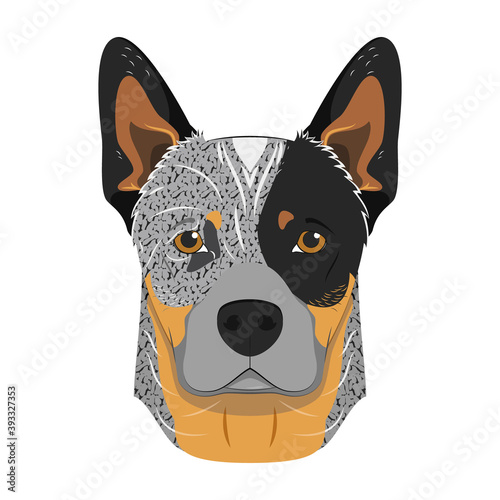 Australian Cattle dog isolated on white background vector illustration