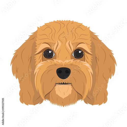 Cavoodle dog isolated on white background vector illustration