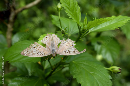 Butterflies with color on the leaves
