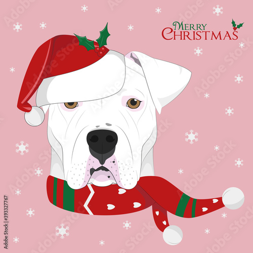 Christmas greeting card. Argentinian Dogo dog with red Santa´s hat and a woolen scarf for winter