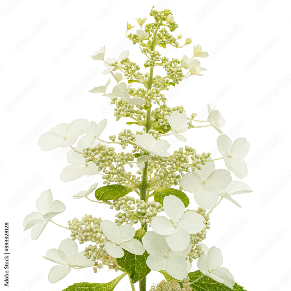 Obraz premium Inflorescence of hydrangea, lat. Hydrangea paniculata, isolated on white background