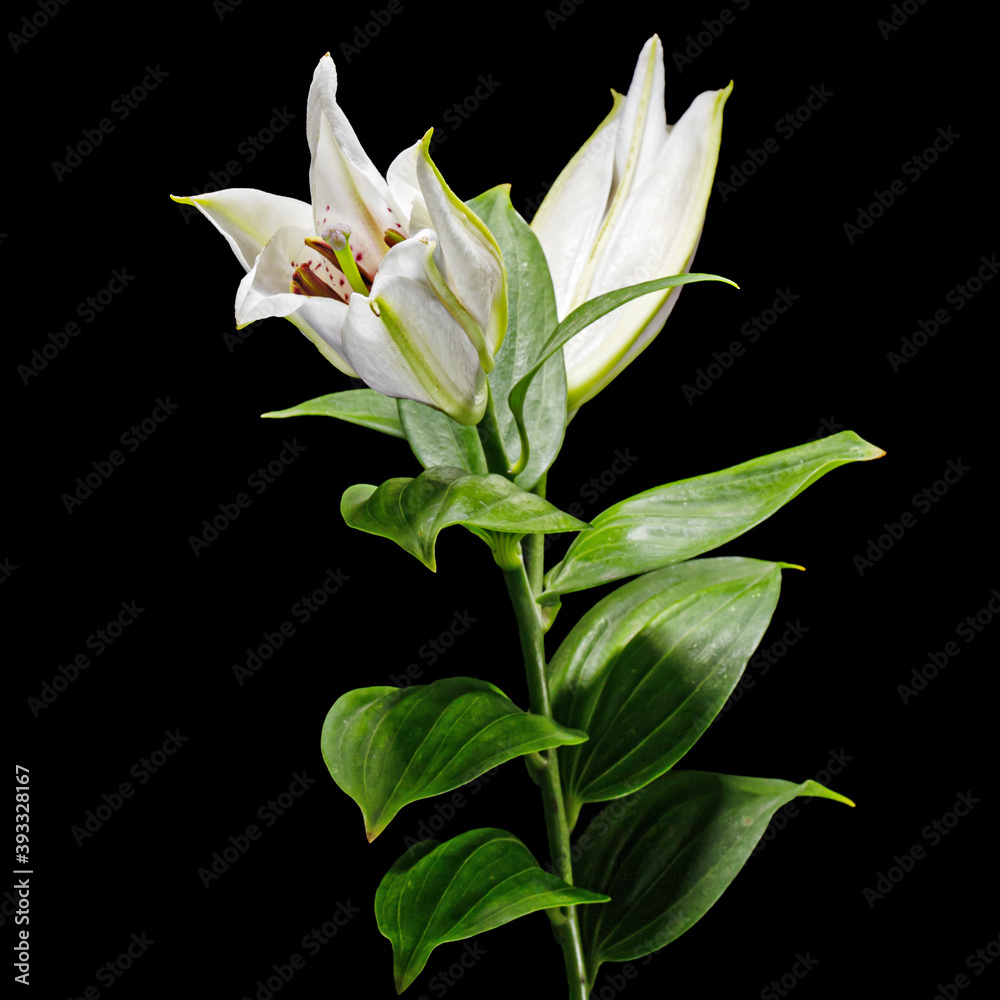 White flowers of lily, isolated on black background