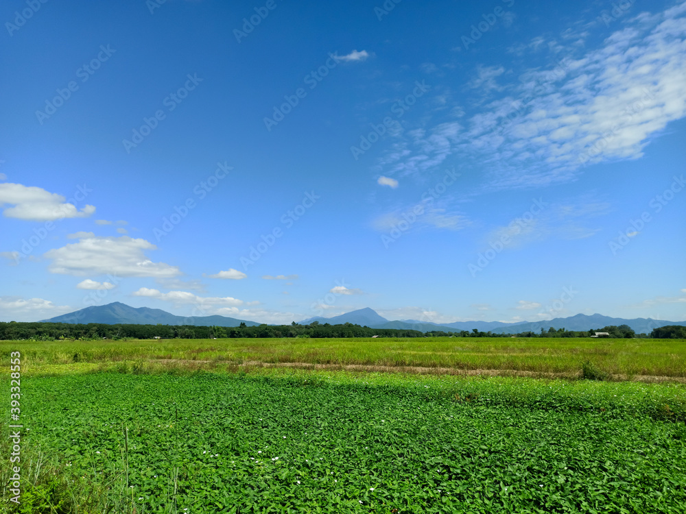 Vast rice fields and sky mountain views