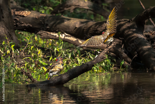 Wildlife photograph of a pair of northern flicker woodpecker birds on a branch sticking out of the water on a river bank in the woods with wings outstretched displaying its beautiful feather patterns.