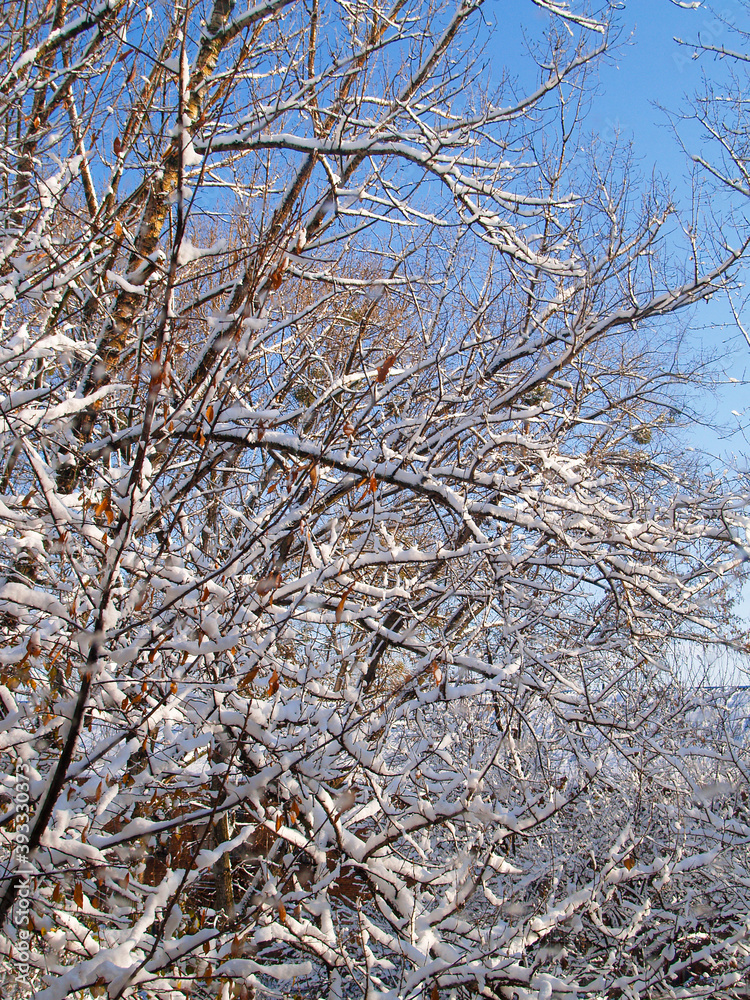 Trees with branches covered with the first snow. Winter clear sunny day. Close-up shot.