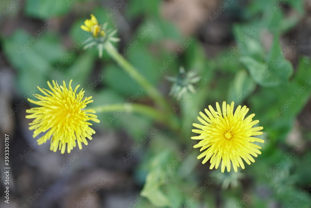 italia, flowers, plants, bokeh, spring, life, nature, vegetation italia, flowers, plants, bokeh, spring, life, nature, vegetation