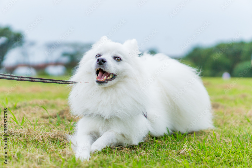 日本スピッツ 白い犬 spitz 小型犬