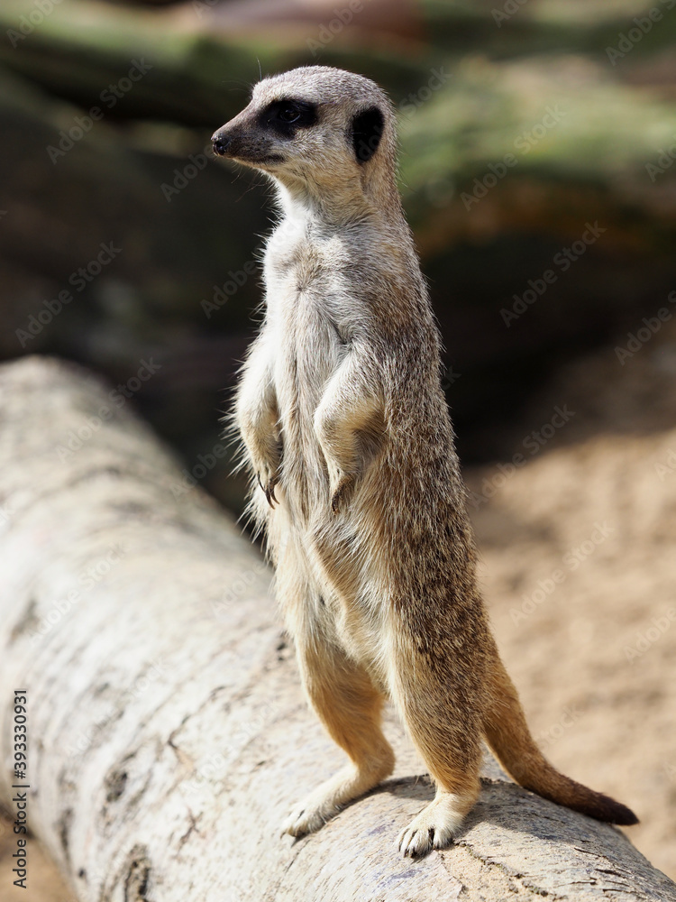 Fototapeta premium Cute Meerkat